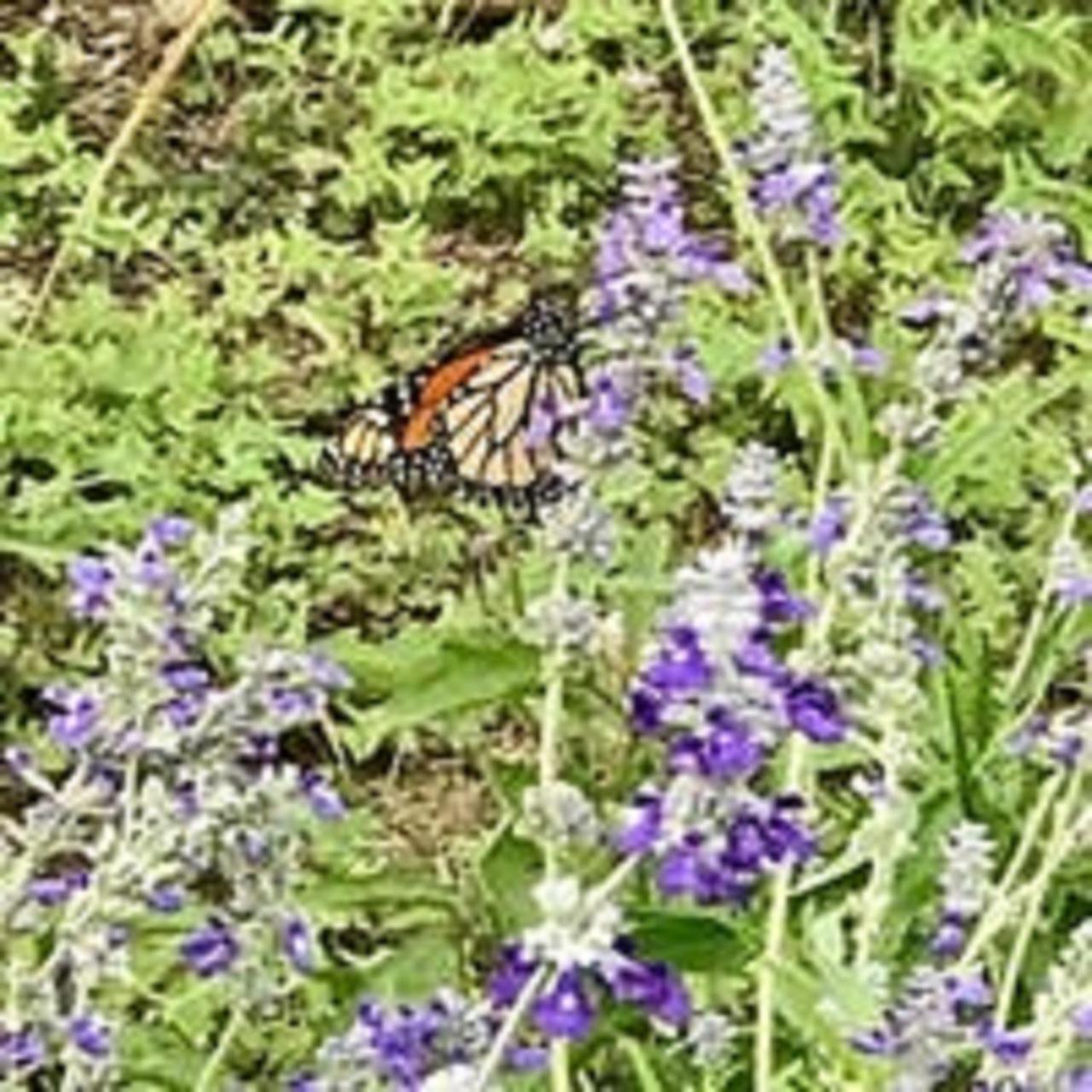 On A Hill At Spring Creek Bed and breakfast